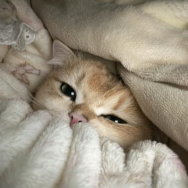 恩琪