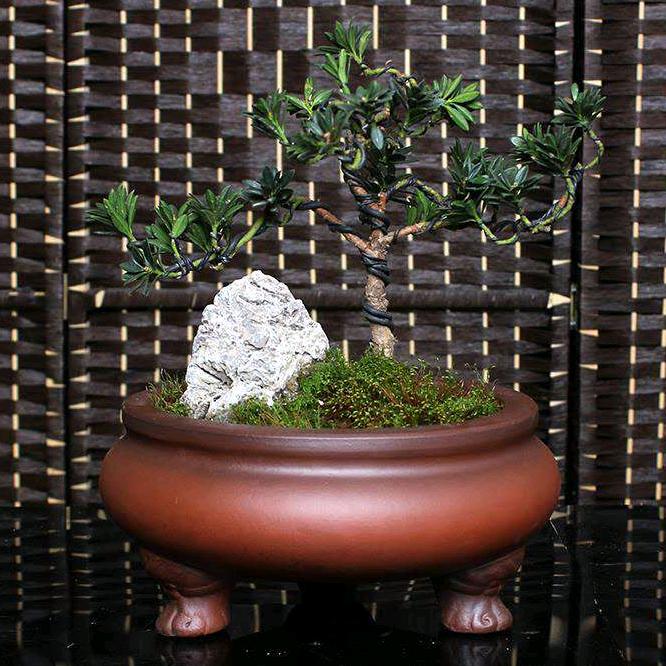 天蚕紫砂盆景盆