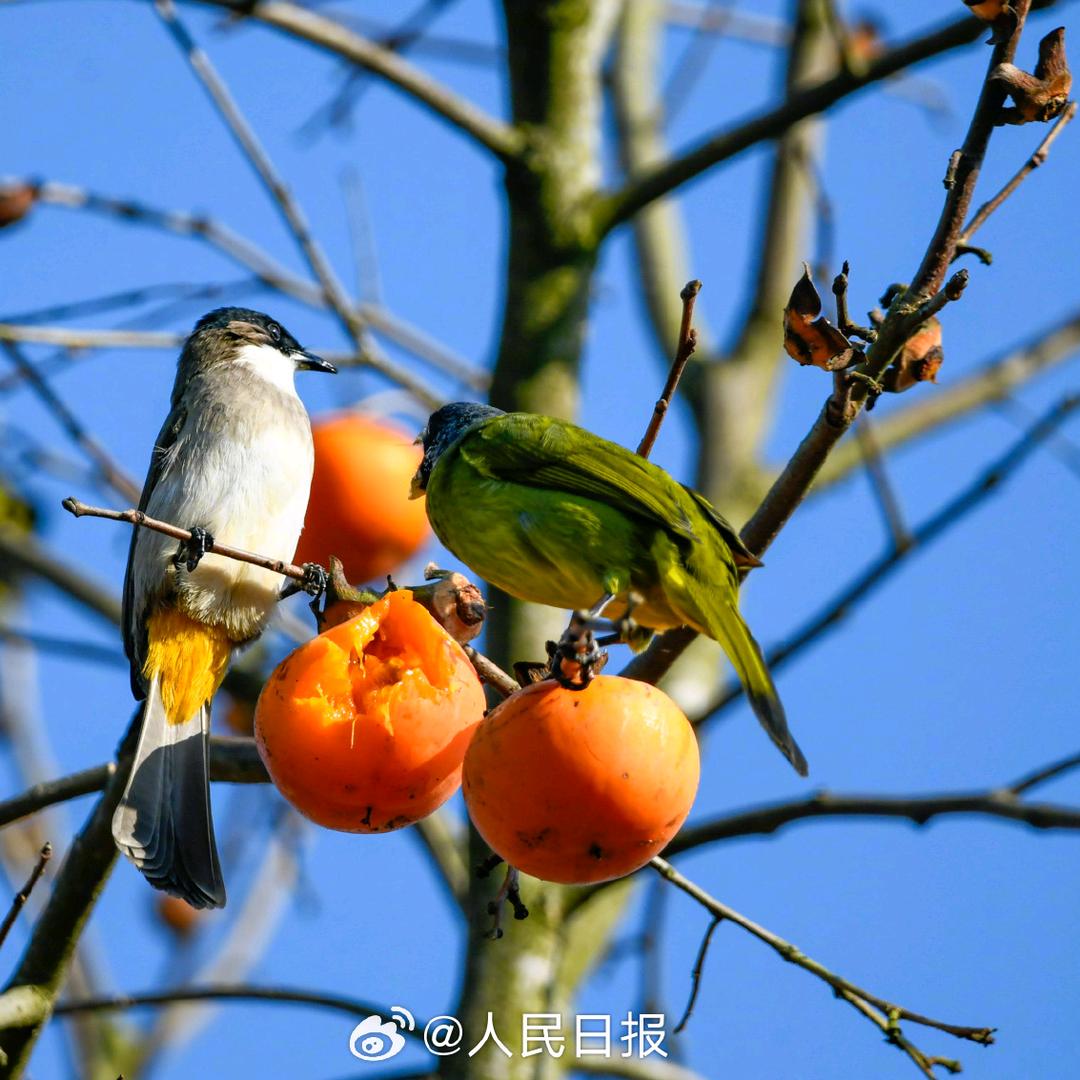 小猪一个人的拿铁