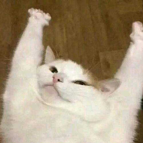 猫小弟