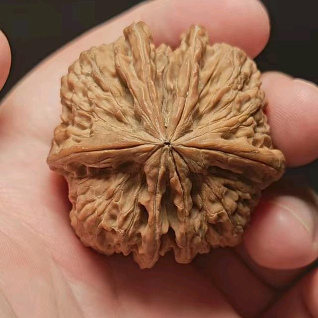 岁桉核桃