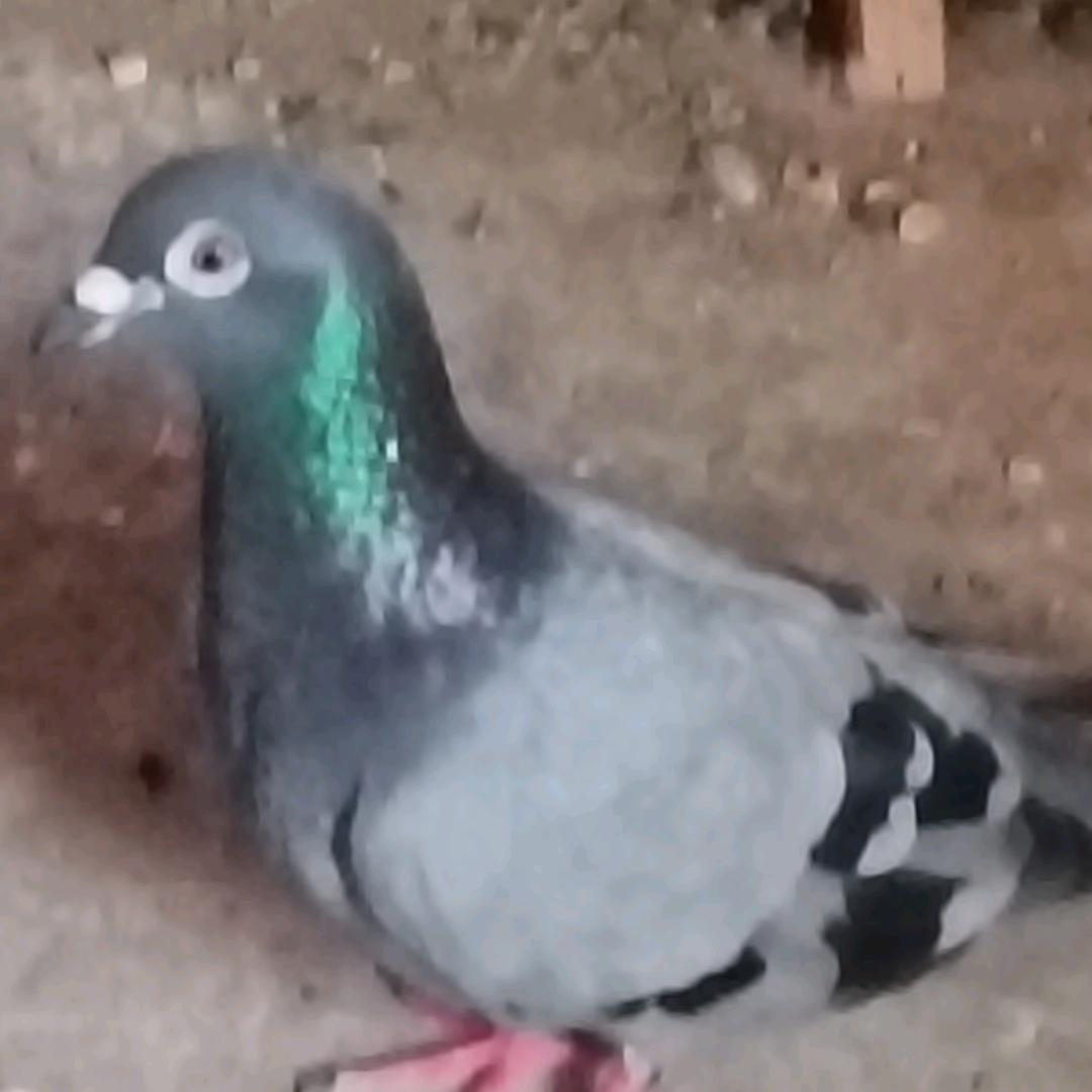 老邓