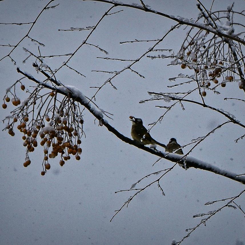 不买辣椒         ╲