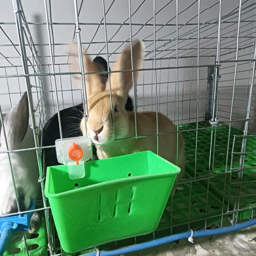 返乡养兔：李哥