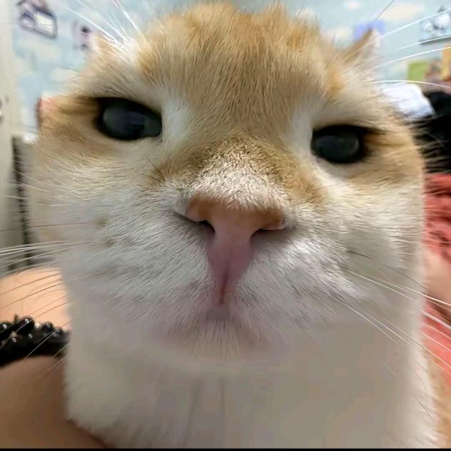 是杰啊