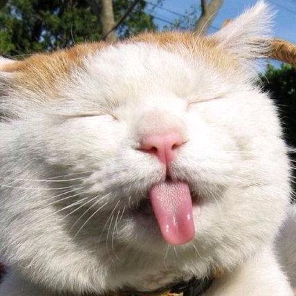 猫狸个猫