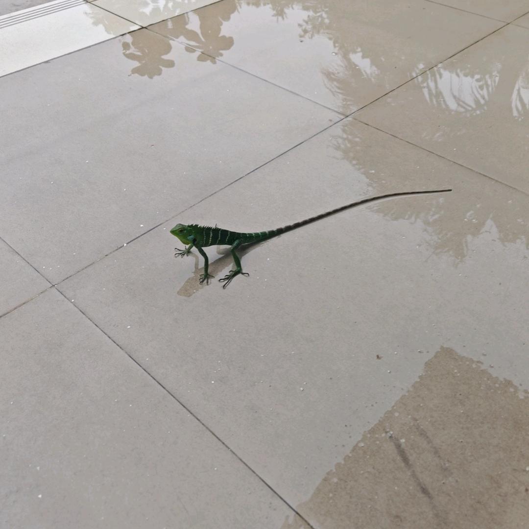 八十年代的雨☔️