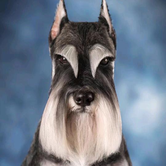 弘毅（雪纳瑞）