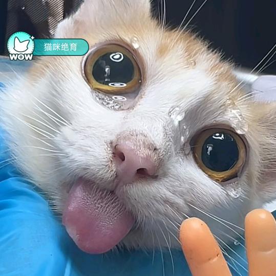 油炸小鱼