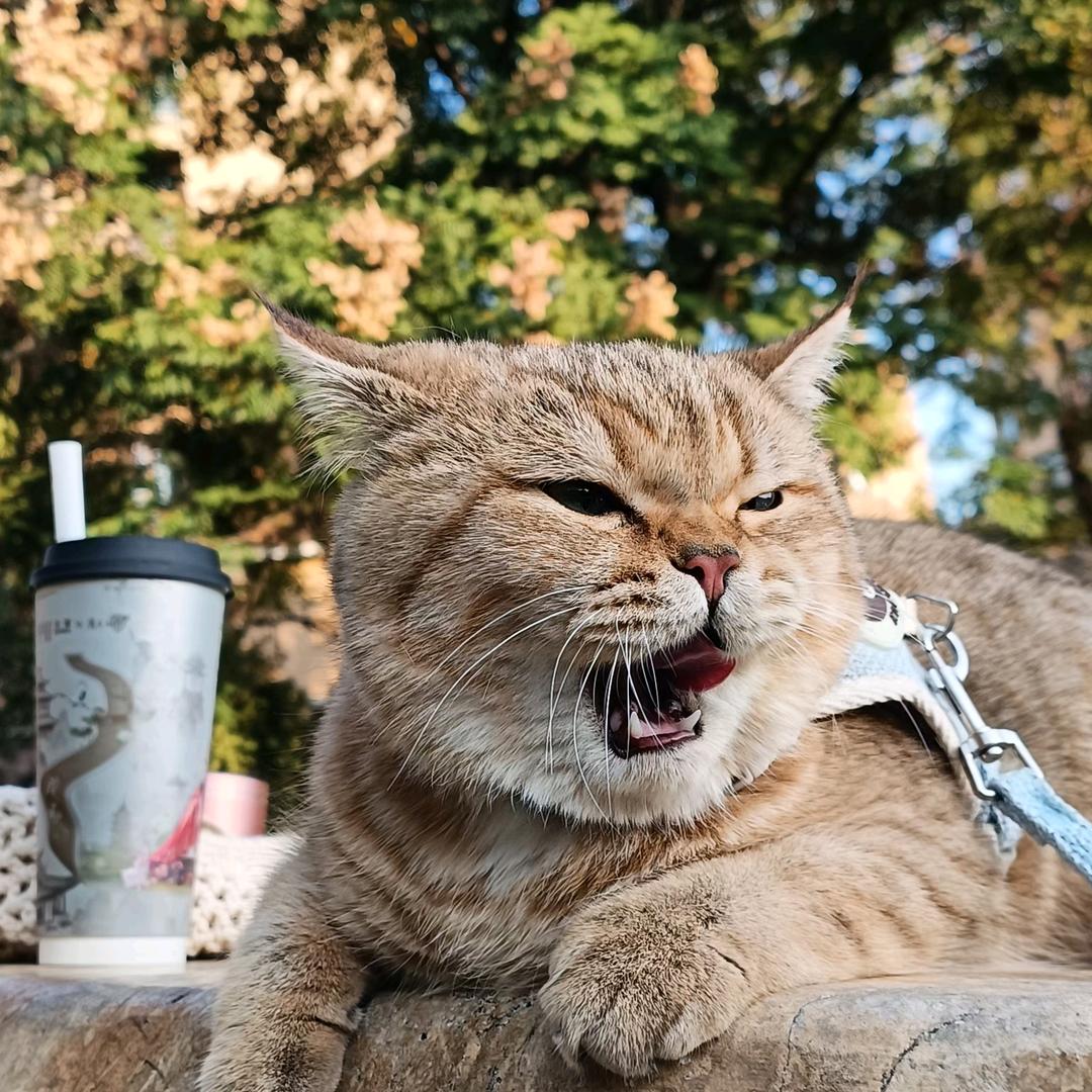 梅