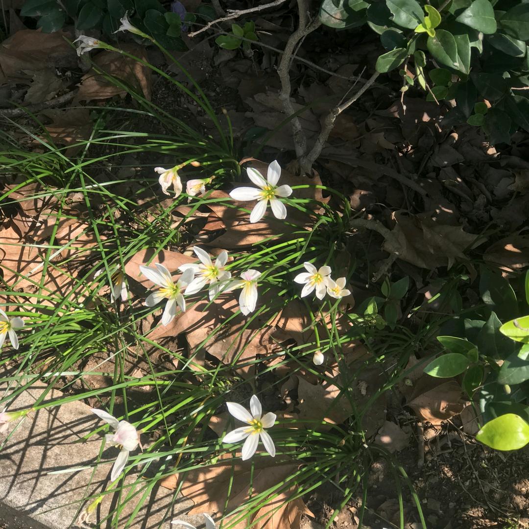 雨花石