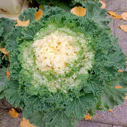 故事到头终是悲