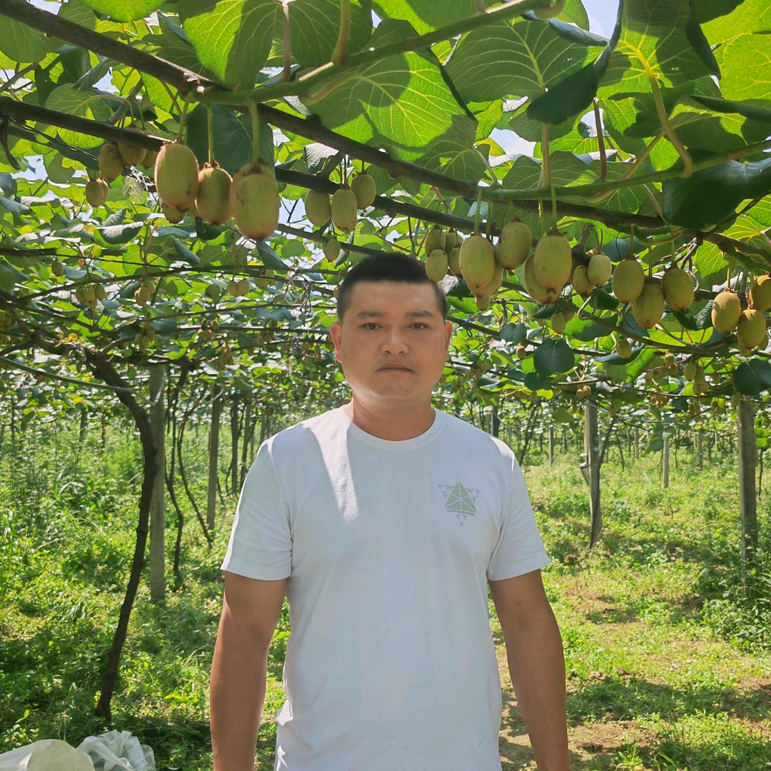 金沙种黄金奇异果的罗三娃