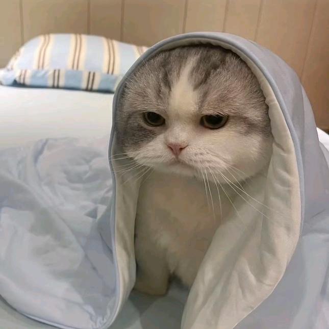 胡悠尼
