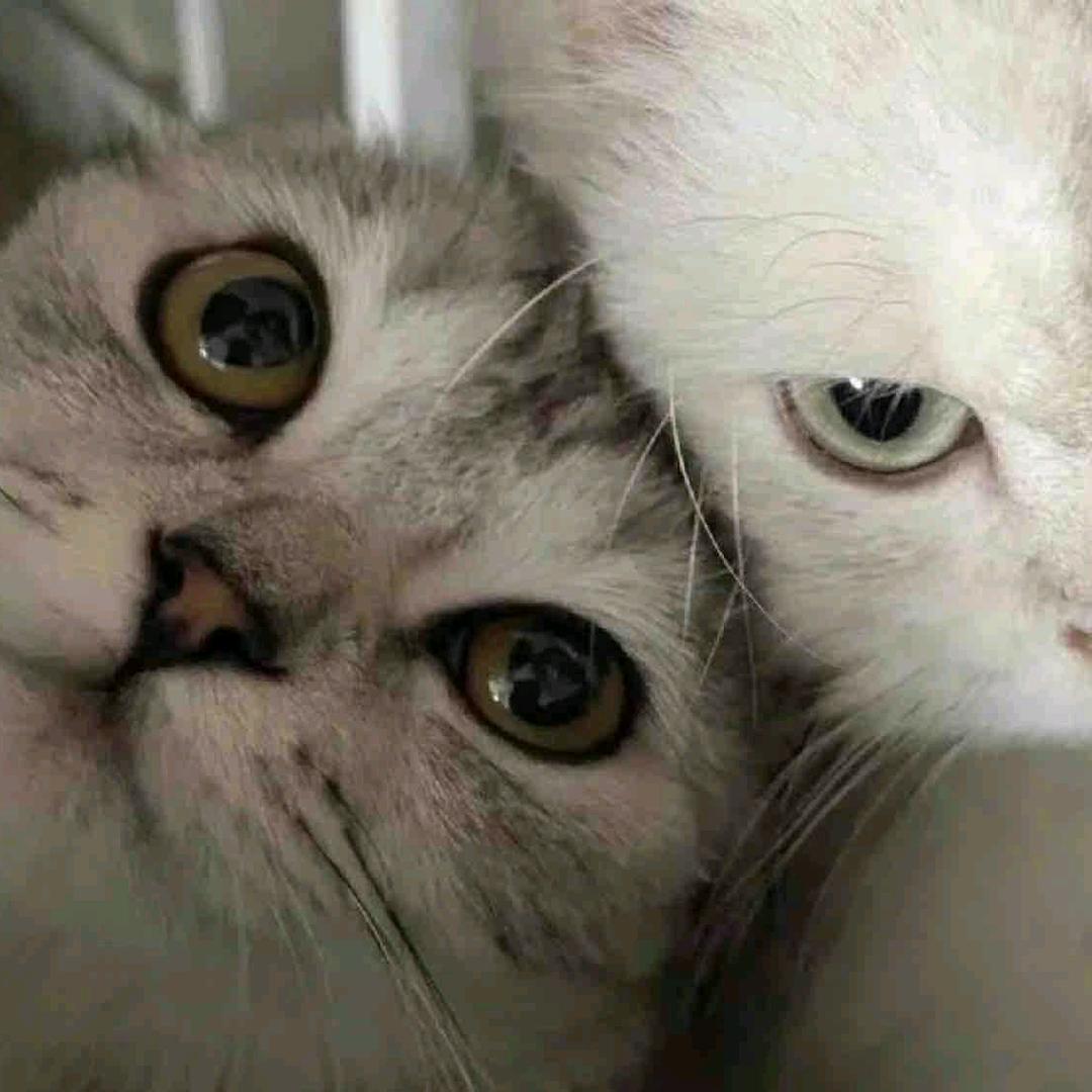 尼古拉斯大白兔