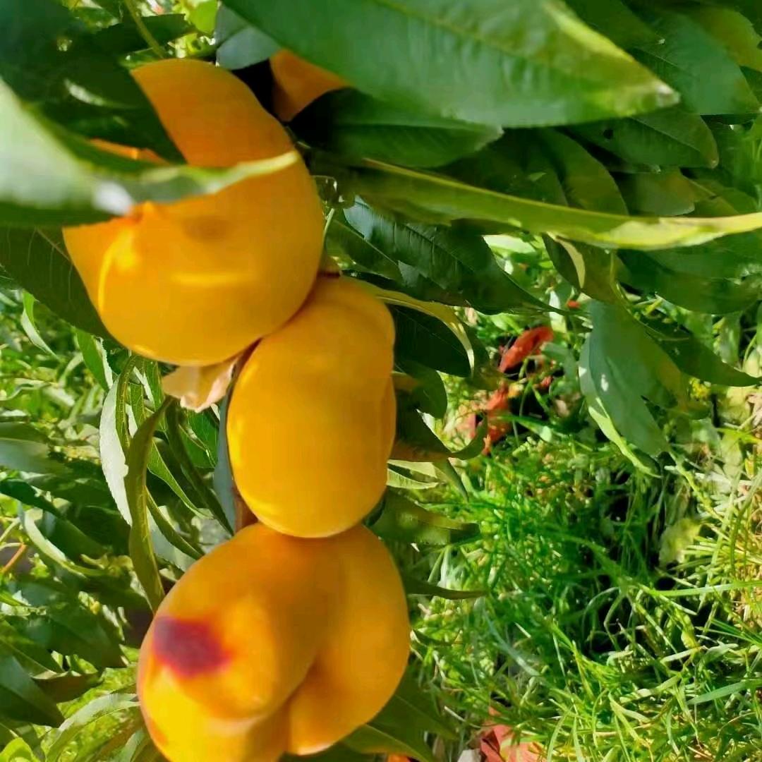 聚森金蝉（蟠桃）生态园