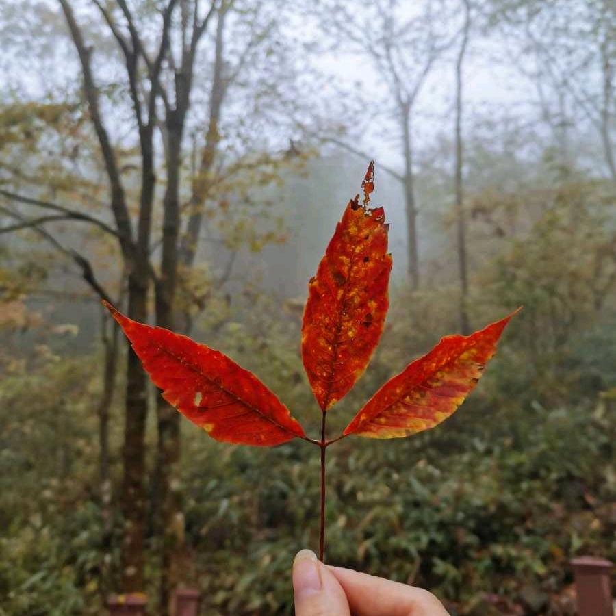 沐沐