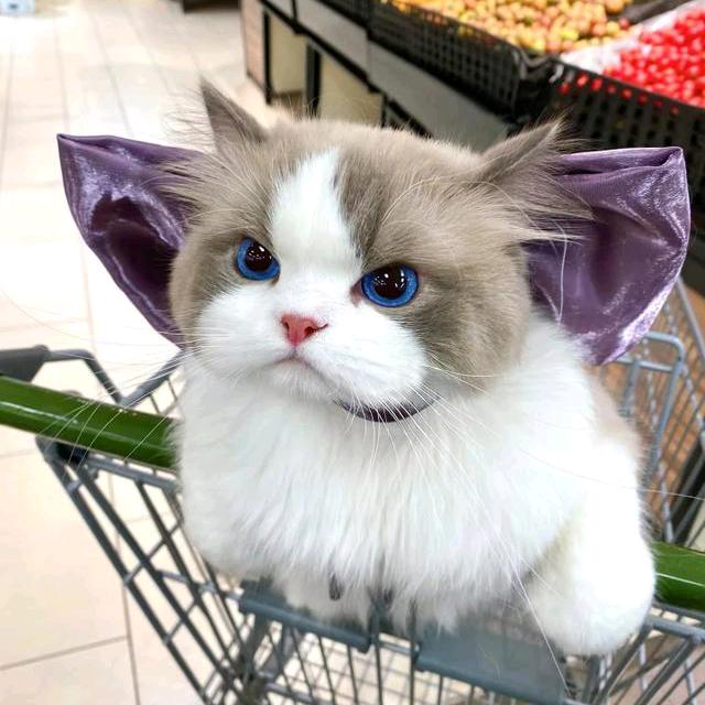 暴躁来源于本性，温柔来自于教养