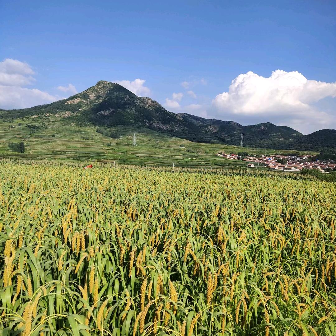 五莲金古山王华农产品