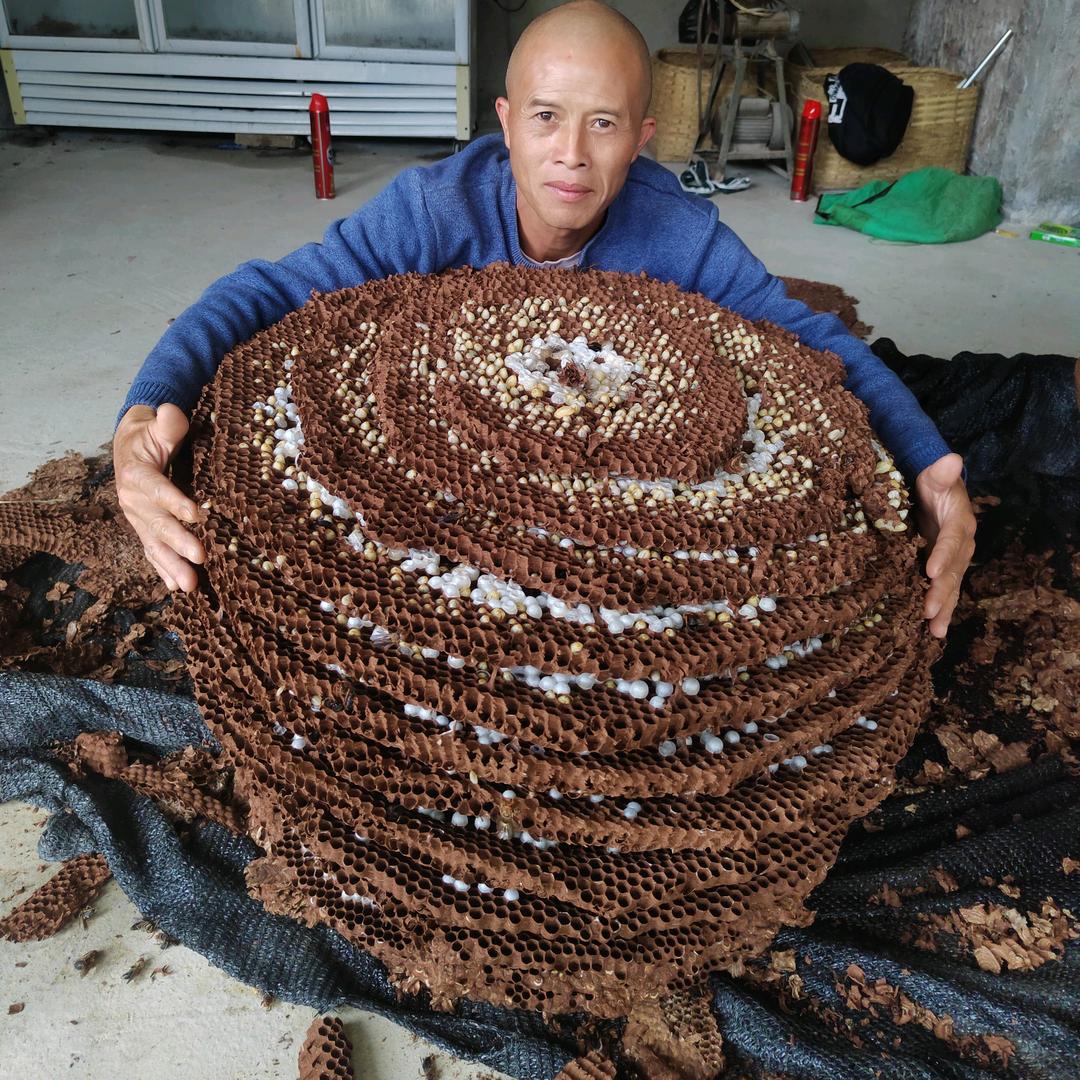 六马光头强