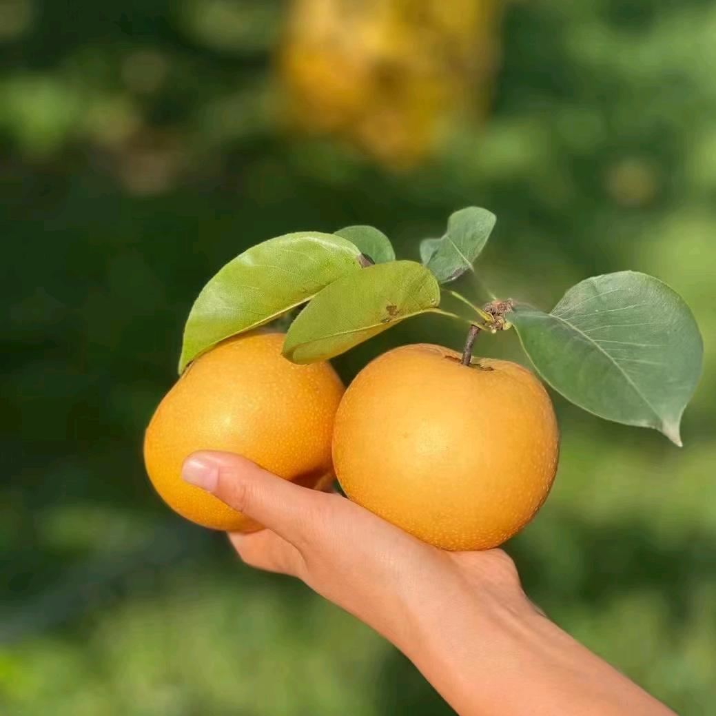 潇磊