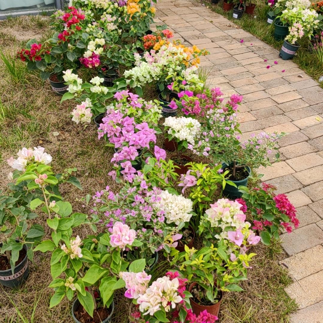 鲸鱼的花园