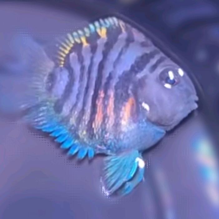 金社长（迷你鹦鹉鱼繁殖）