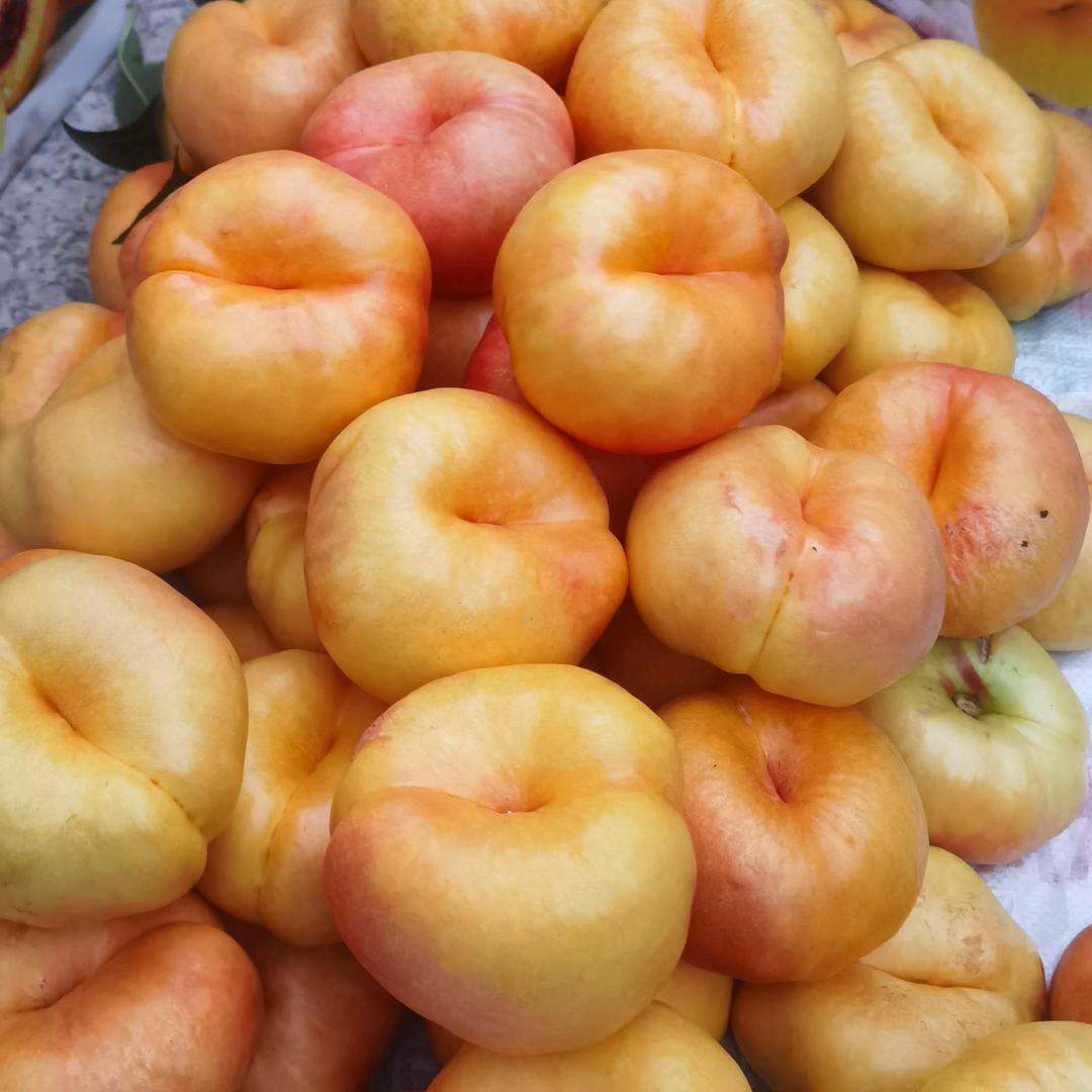 能干就干（优系油蟠及管理技术）