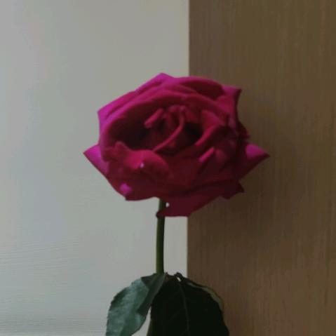℘ღ
