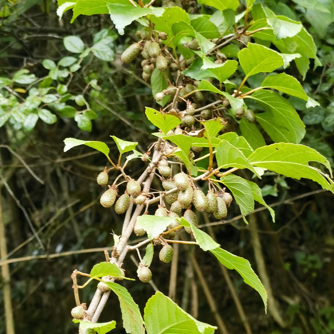 玩童游江