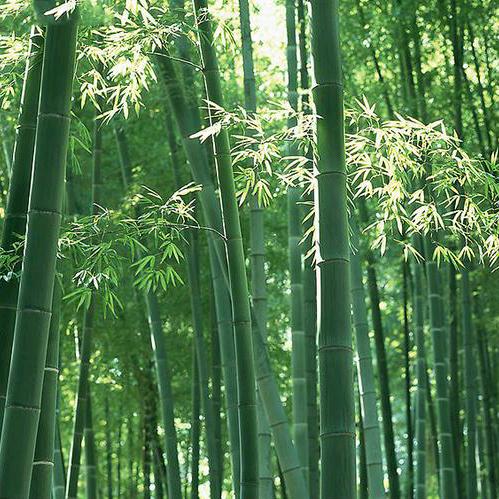 以竹代塑