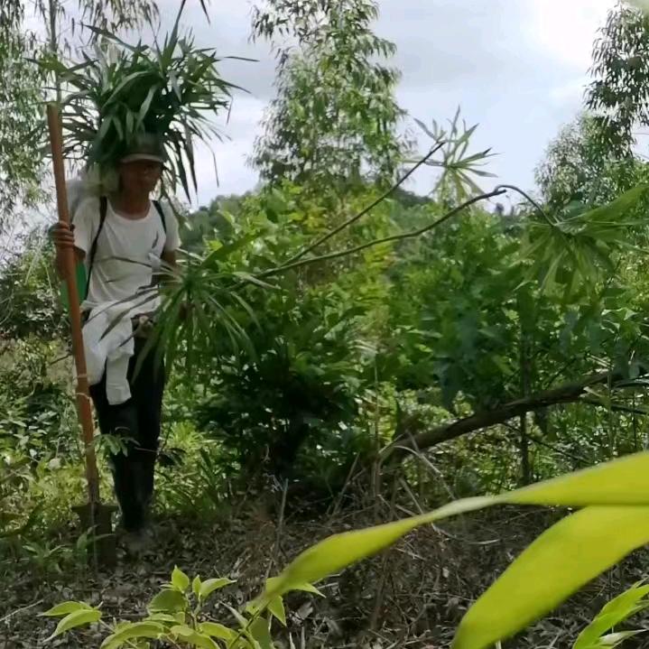 海南嘎呐花卉