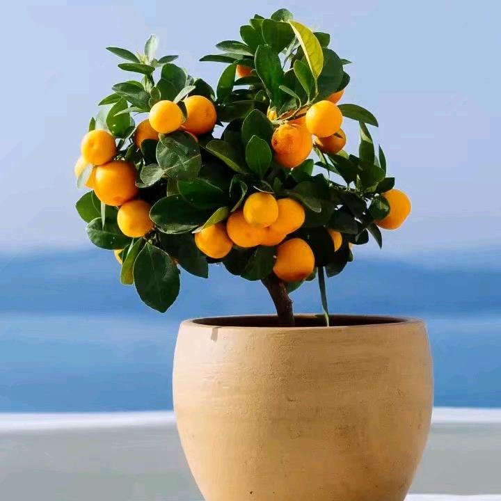 人生若只如初见