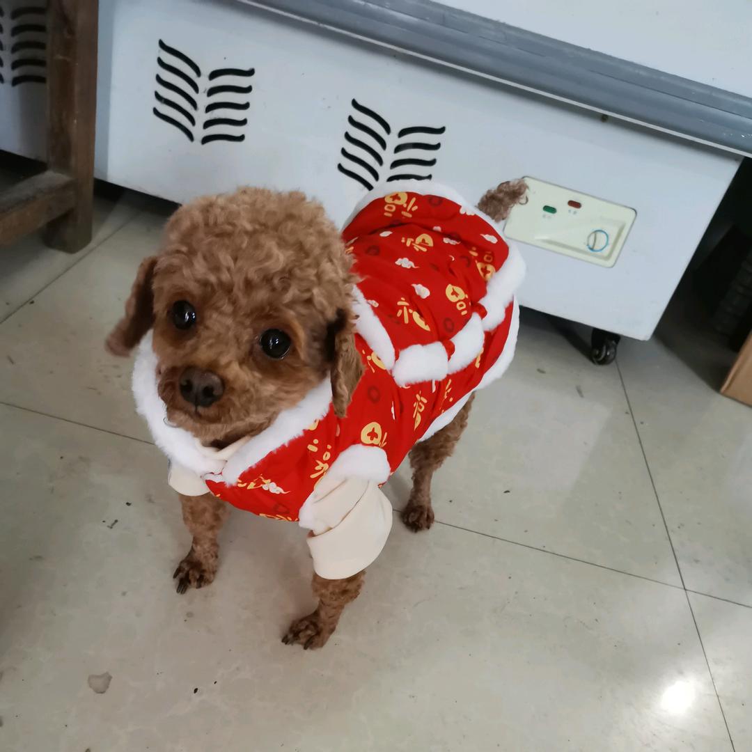 可乐小宝贝