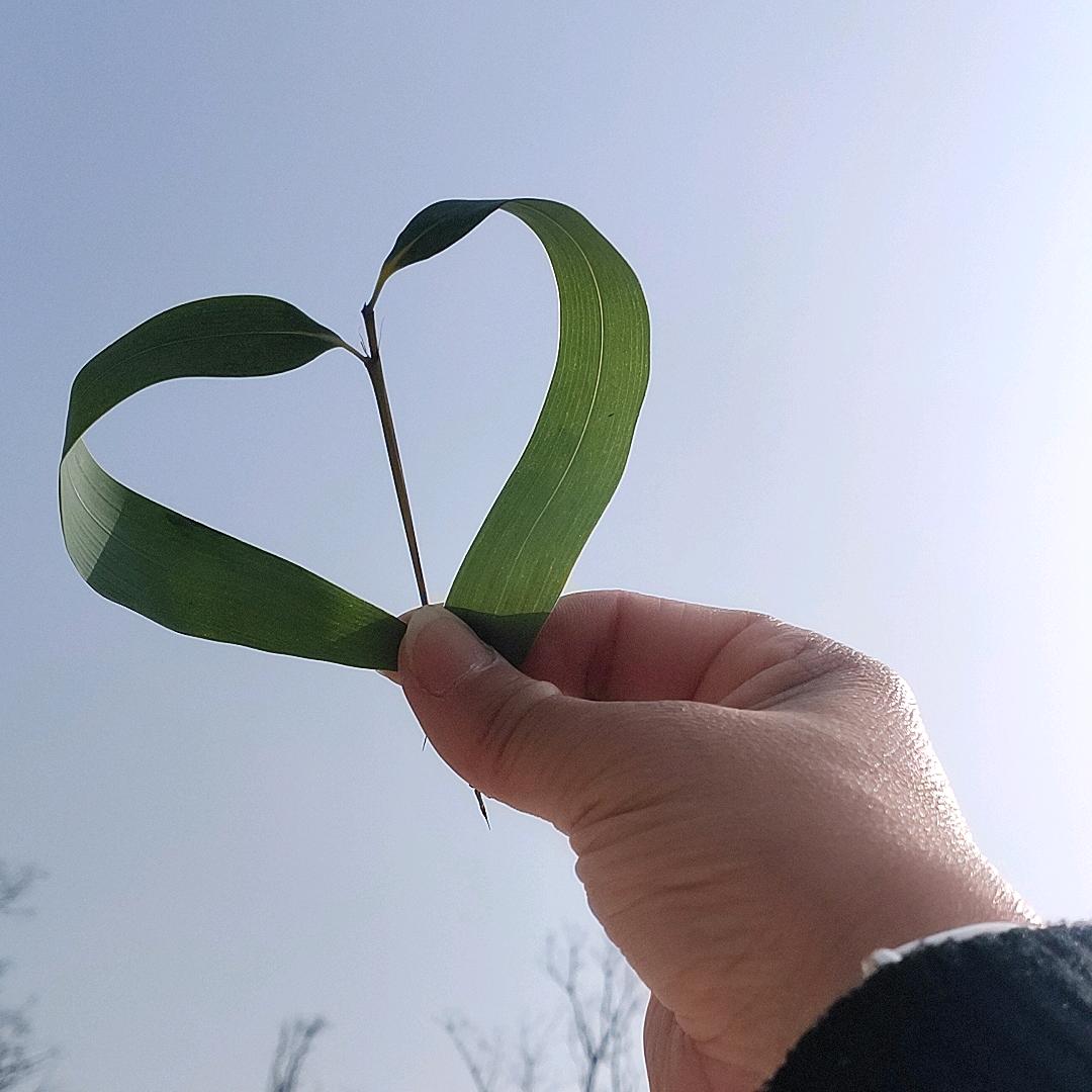 🌹一醉解千愁