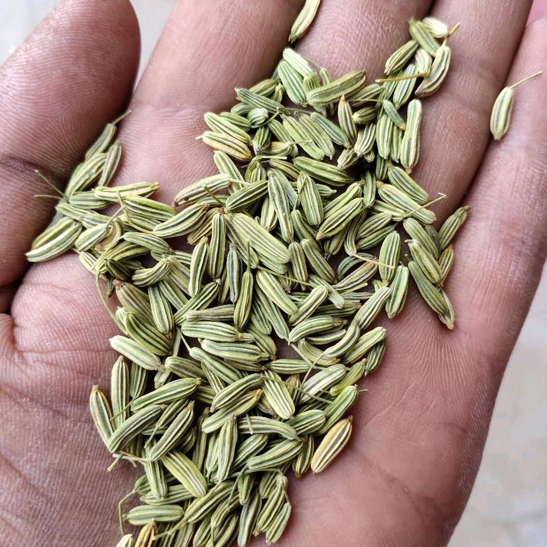 #茴香批发～柴绍军