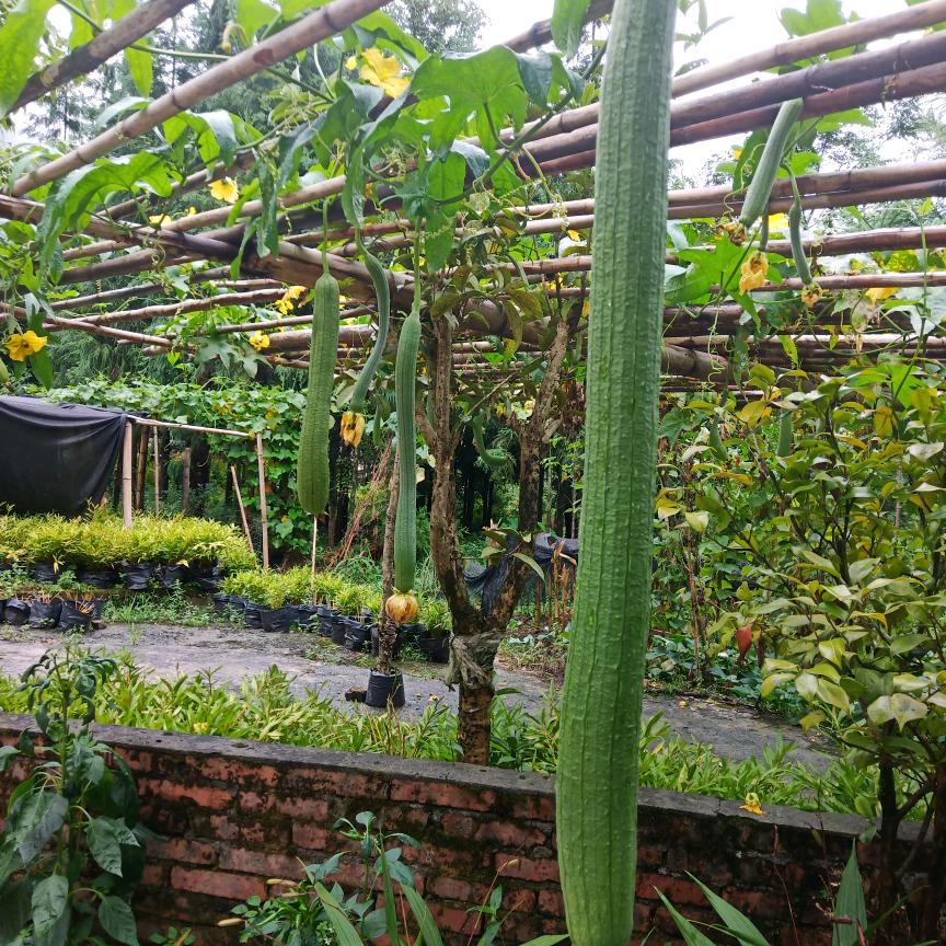 秋悄悄地来