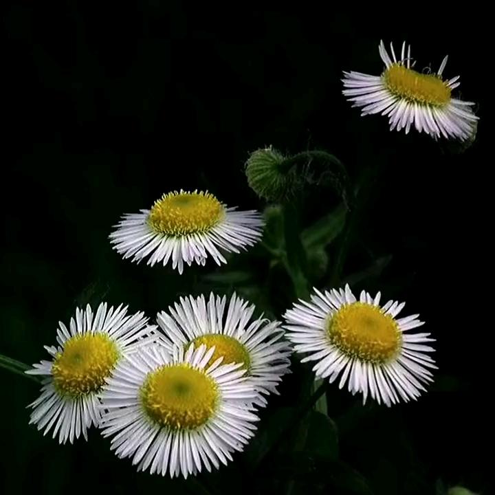 如此芬芳