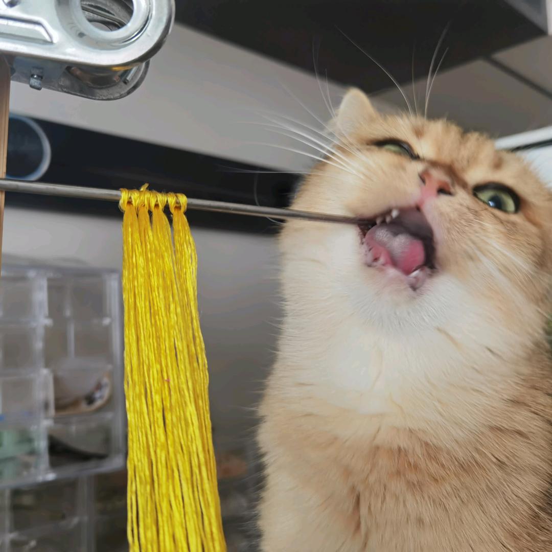 秋声侵短梦绒花