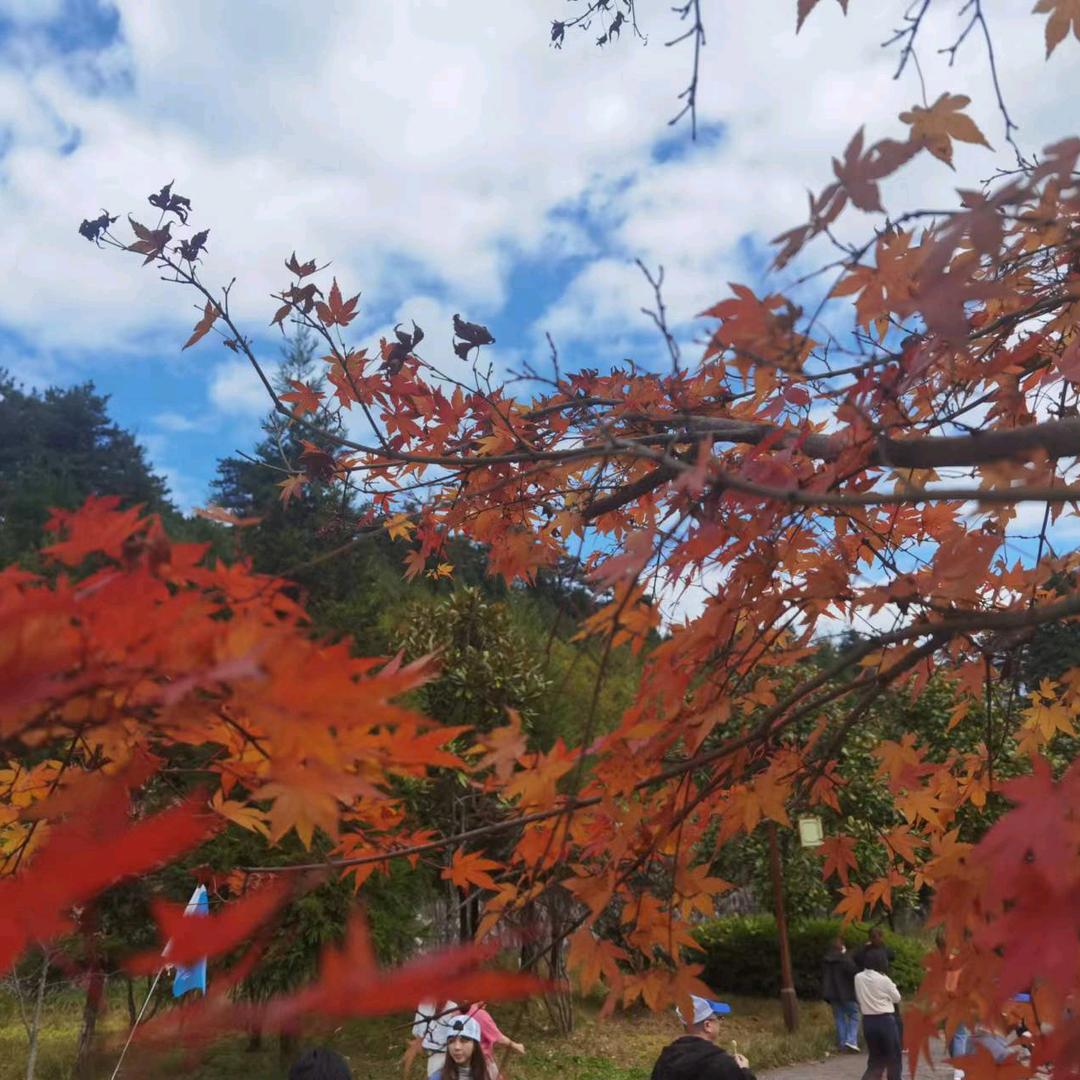 伊伊带你去旅行