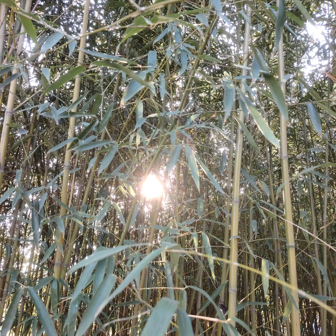逗逗侠