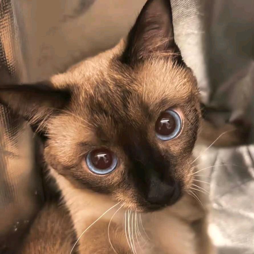 叶栖子
