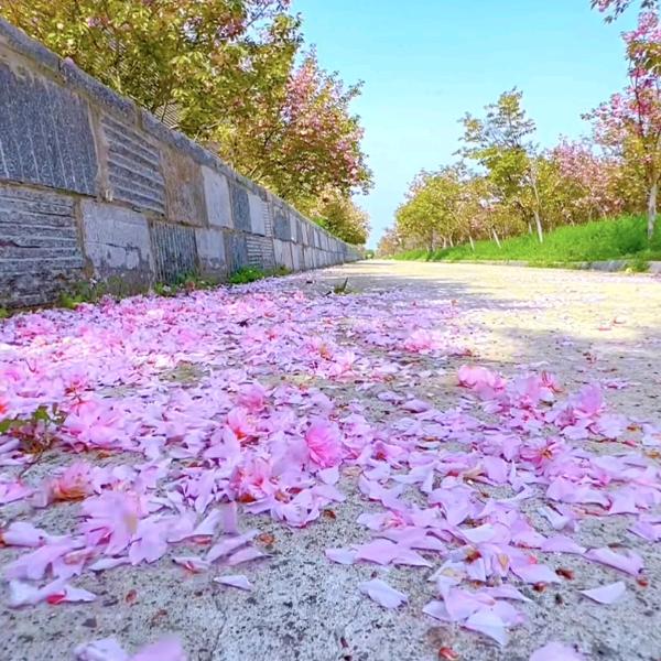 花落惜离别