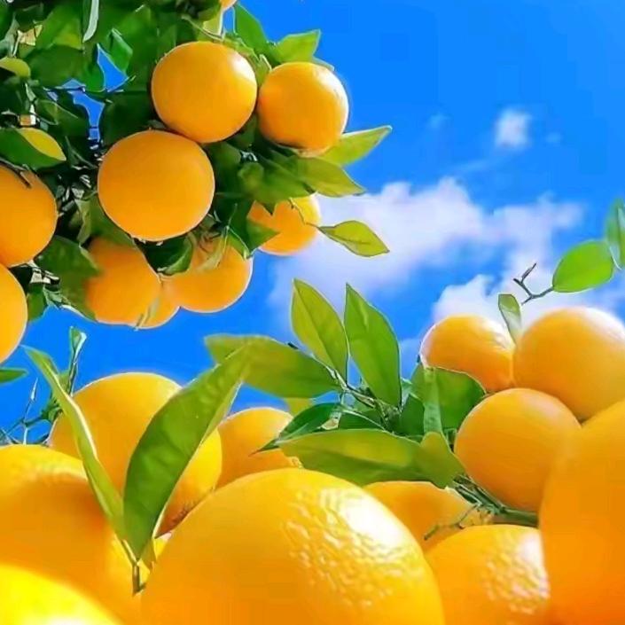 🍀幸运草✨💫