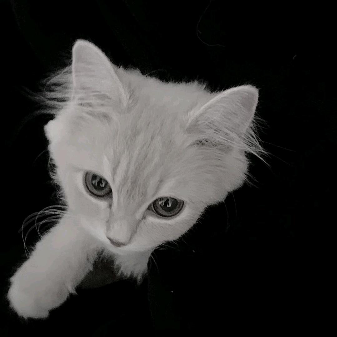 老酒馆的猫