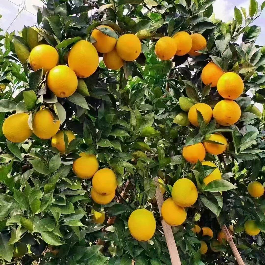 雷神风(赣南脐橙)