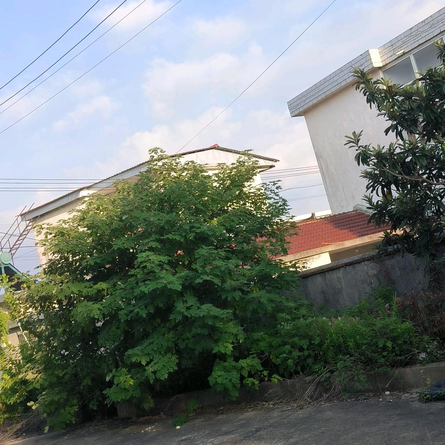绿色环保。