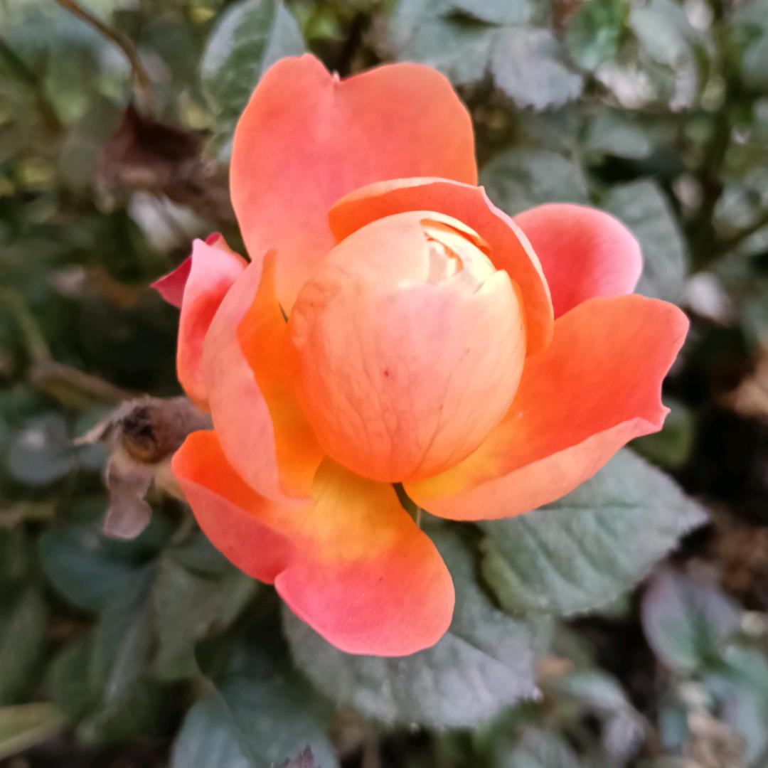 时来运转