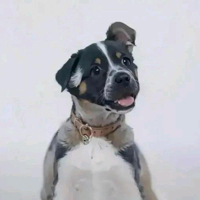 动植物高温质变结合处理工程师🍓