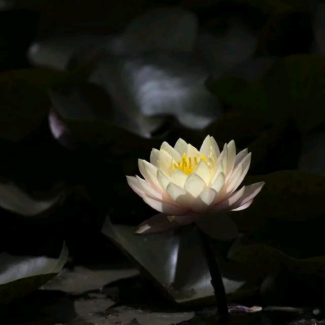禅心居士